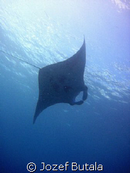 Manta-perfect design,
Canon SD750,Haloa point,Maui by Jozef Butala 